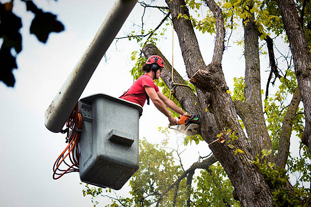 Best Tree Removal Services  in Bellaire, OH